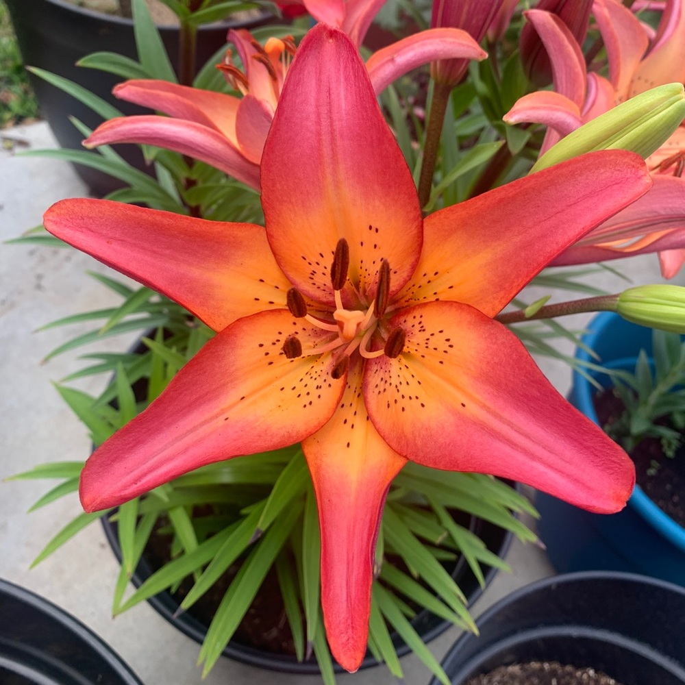 Meet your Posher, Ruth